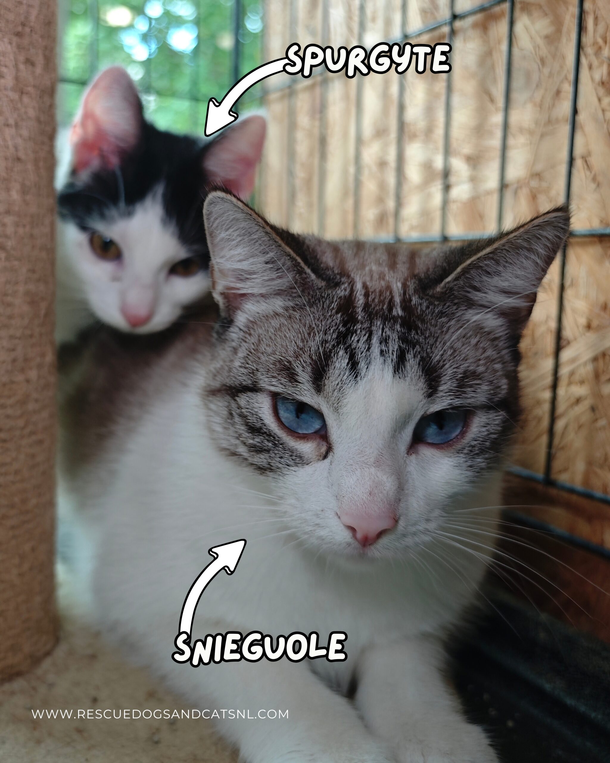 A white and tabby adult cat is laying next to a cat tree. A black and white kitten is sitting behind her. They both have pink noses