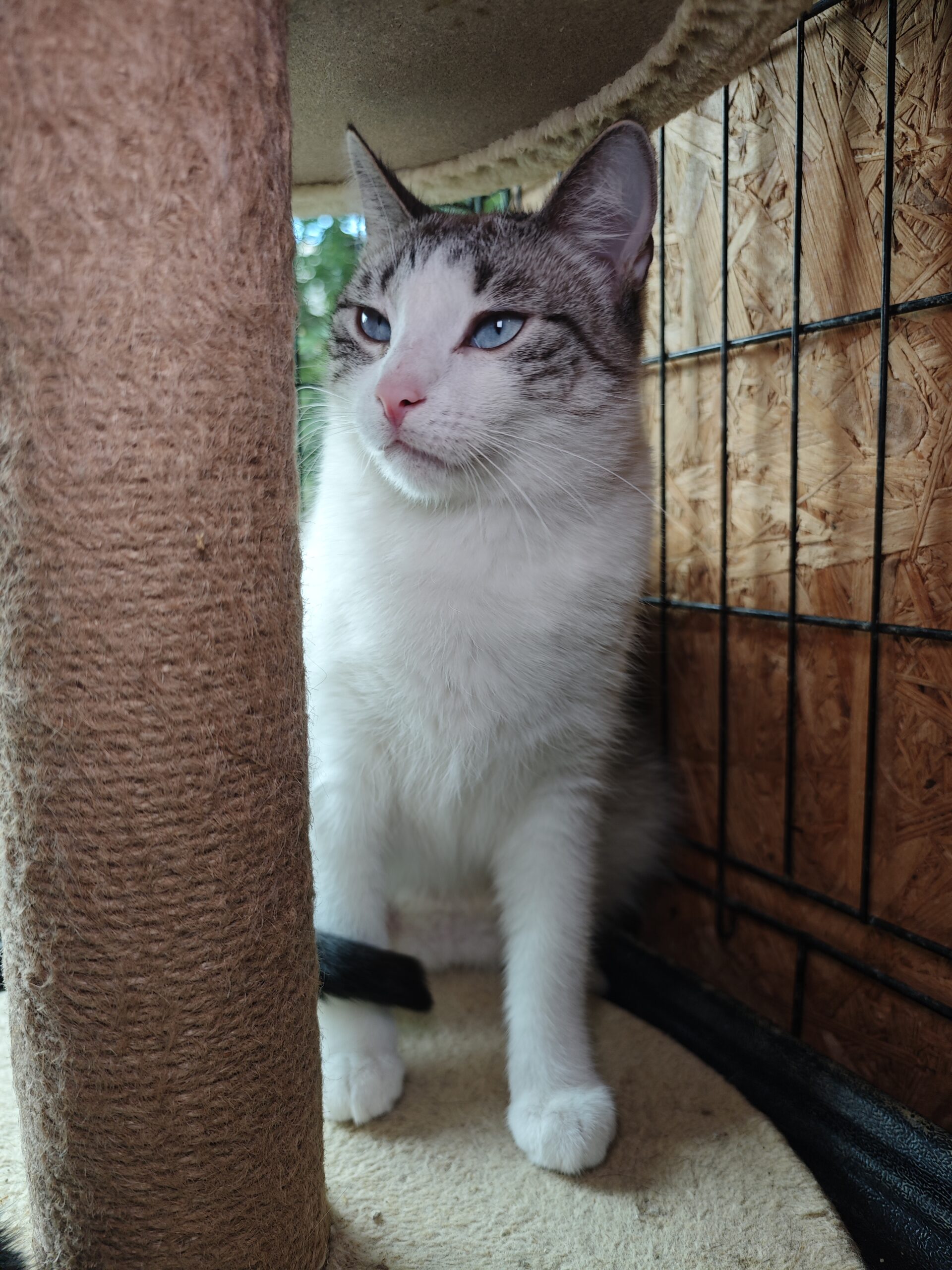 A marbled white and gray tabby is standing behind the post of a cat tree.
