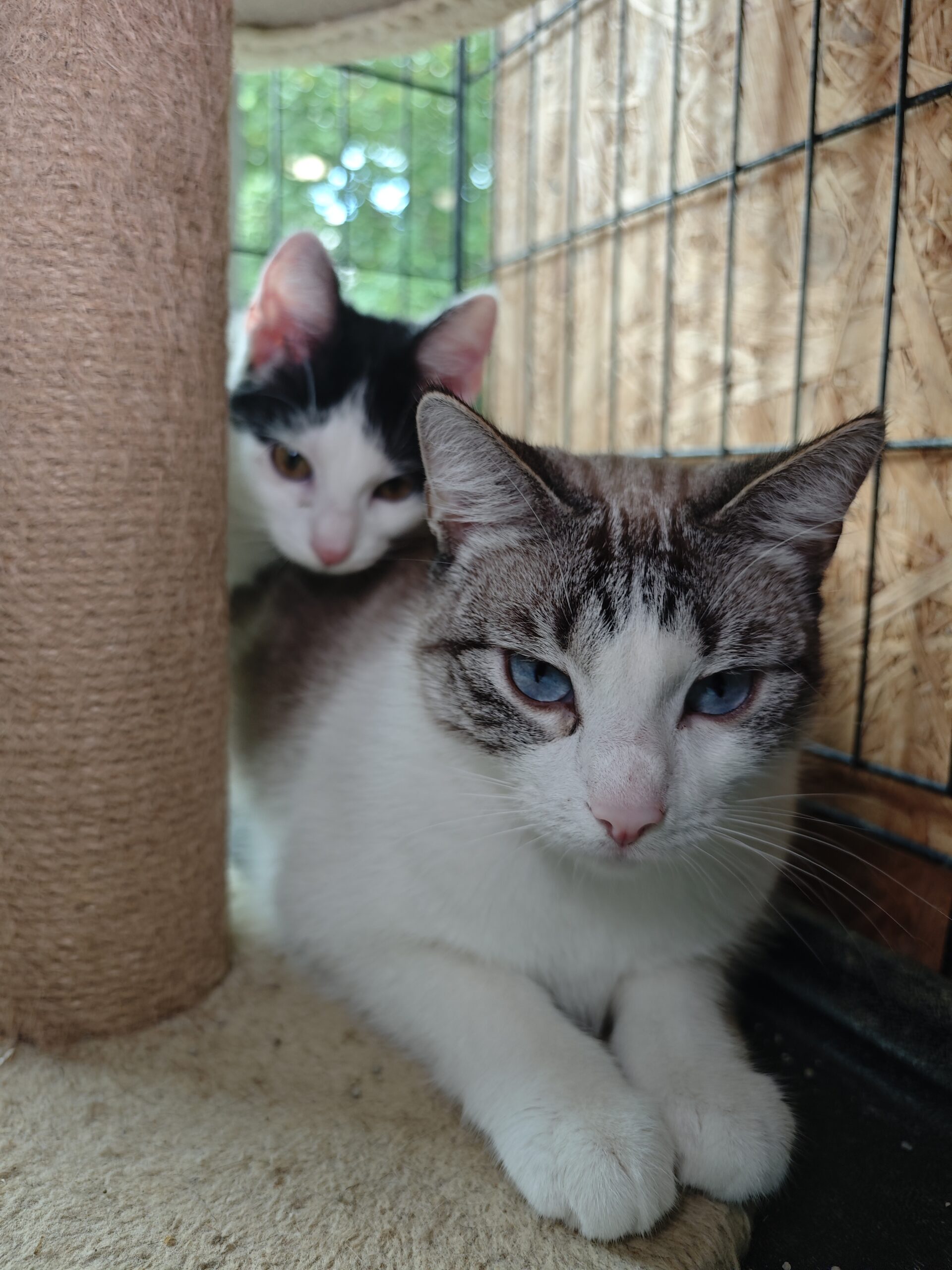 A white and tabby adult cat is laying next to a cat tree. A black and white kitten is sitting behind her. They both have pink noses