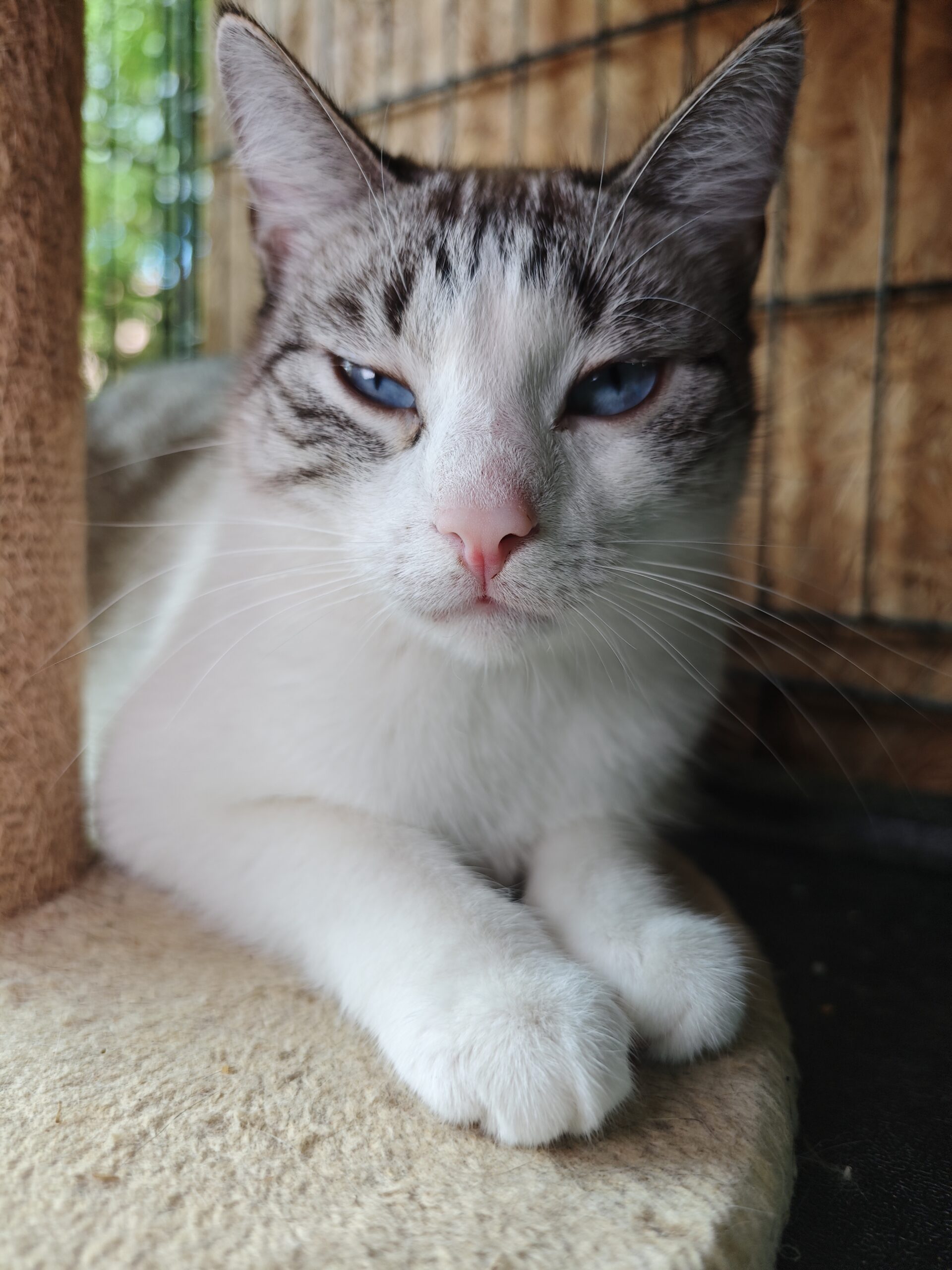 A tabby and white cat is laying next to a cat tree. She has sky blue eyes and a light pink nose