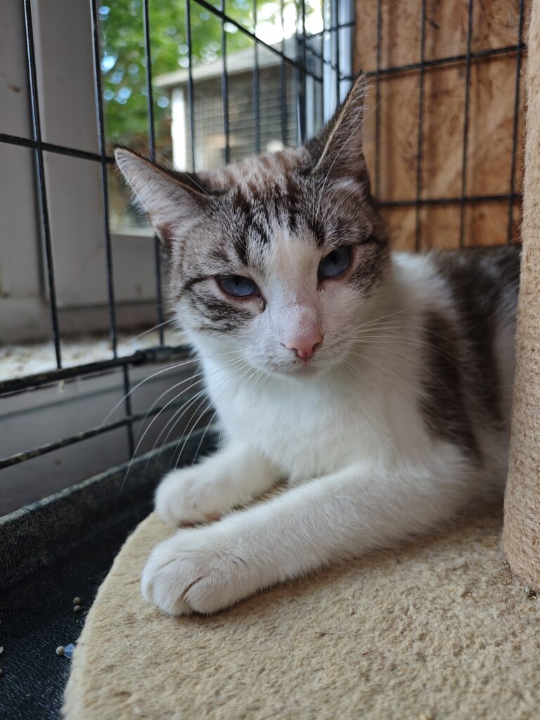 A tabby and white cat is laying next to a cat tree. She has sky blue eyes and a light pink nose