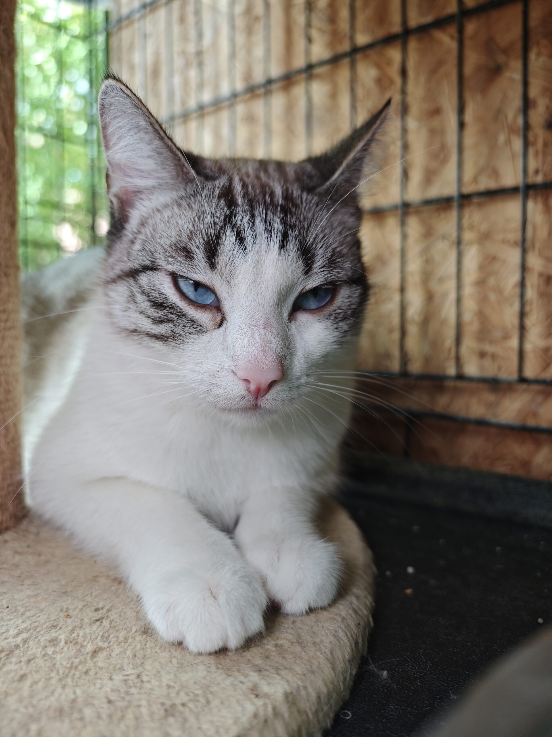 A tabby and white cat is laying next to a cat tree. She has sky blue eyes and a light pink nose
