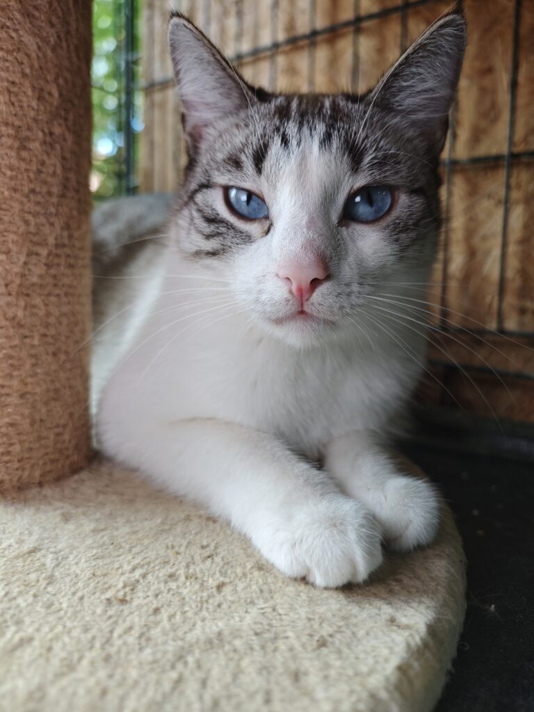 A tabby and white cat is laying next to a cat tree. She has sky blue eyes and a light pink nose
