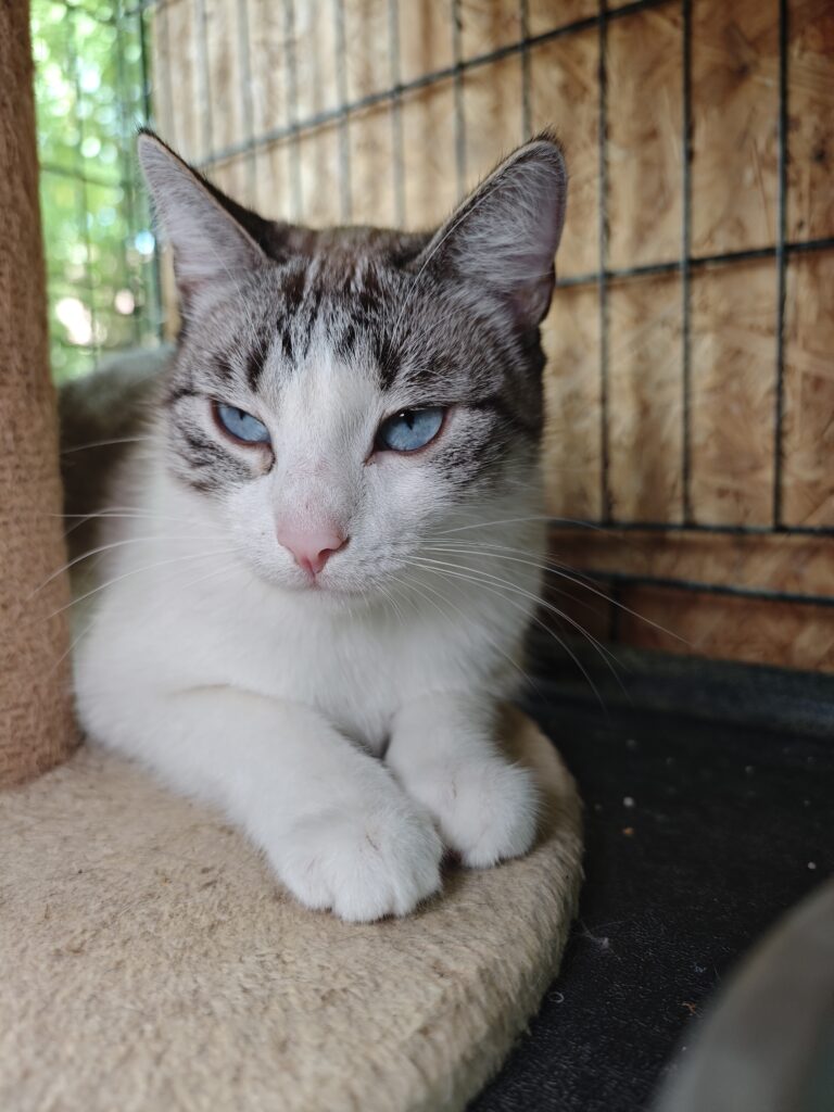 A tabby and white cat is laying next to a cat tree. She has sky blue eyes and a light pink nose