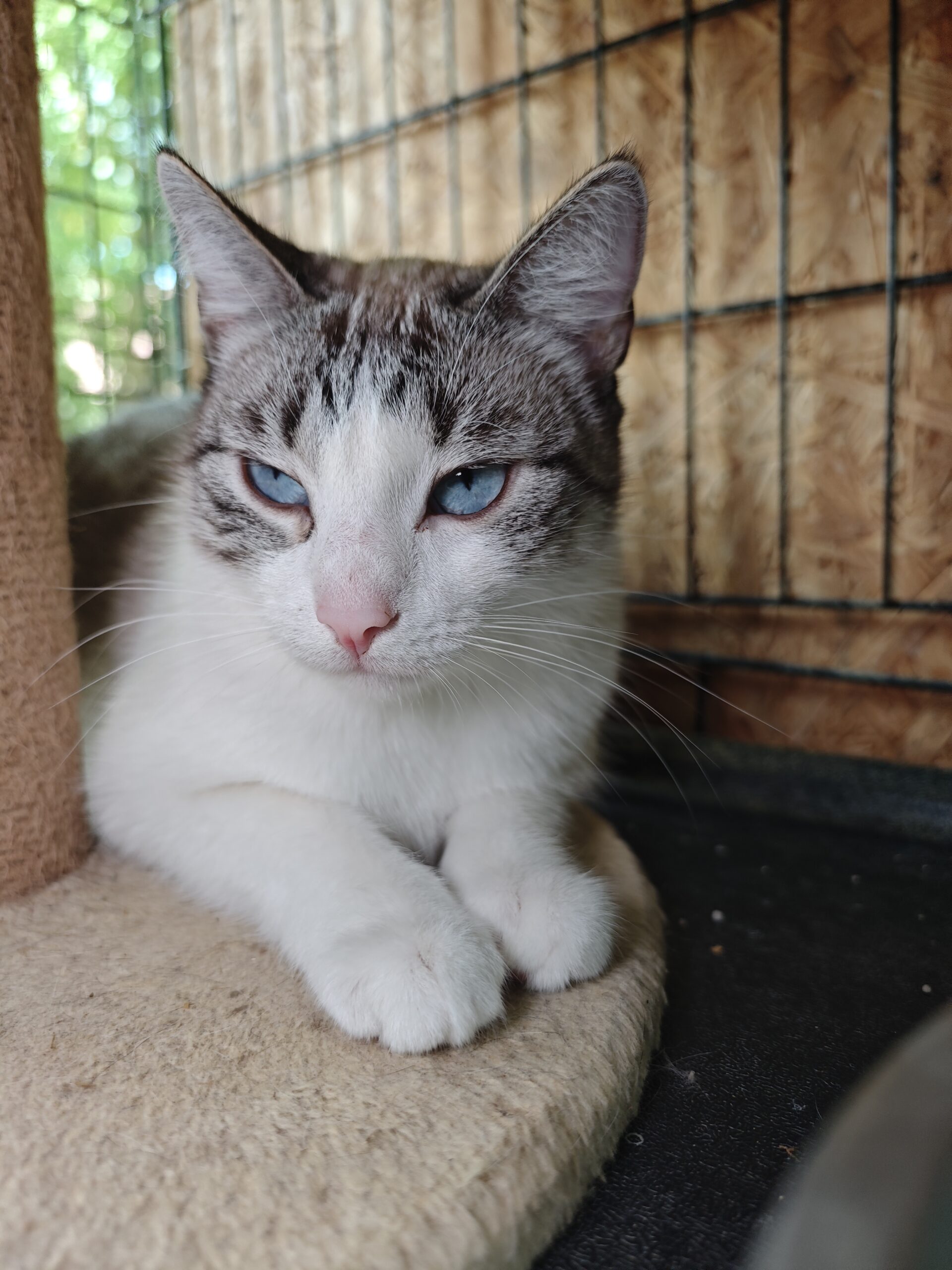 A tabby and white cat is laying next to a cat tree. She has sky blue eyes and a light pink nose
