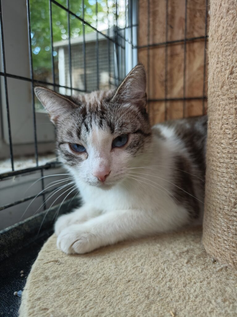 A tabby and white cat is laying next to a cat tree. She has sky blue eyes and a light pink nose