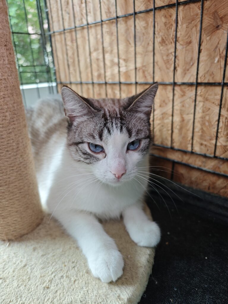 A tabby and white cat is laying next to a cat tree. She has sky blue eyes and a light pink nose
