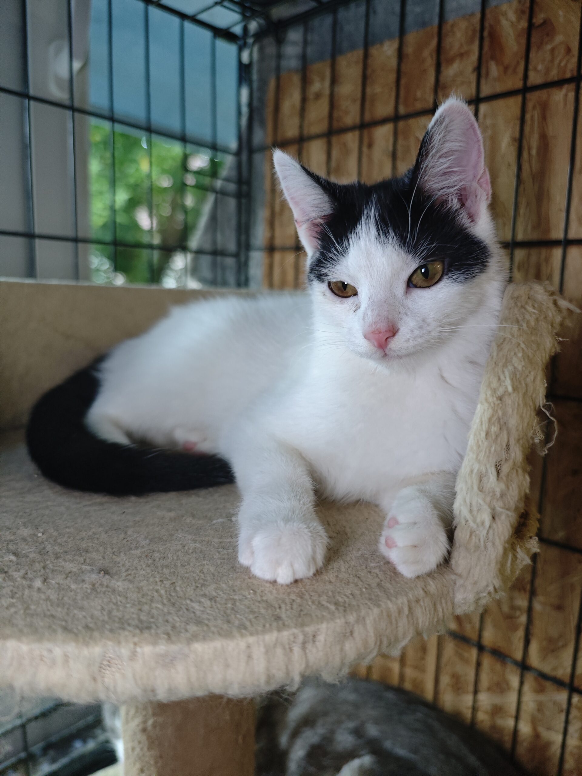 A white cat with black markings on her head and tail is sitting on a platform on a cat tree