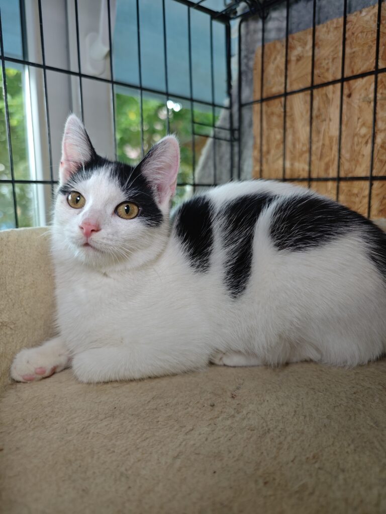 A white cat with black markings on her head and tail is lounging on a platform on a cat tree