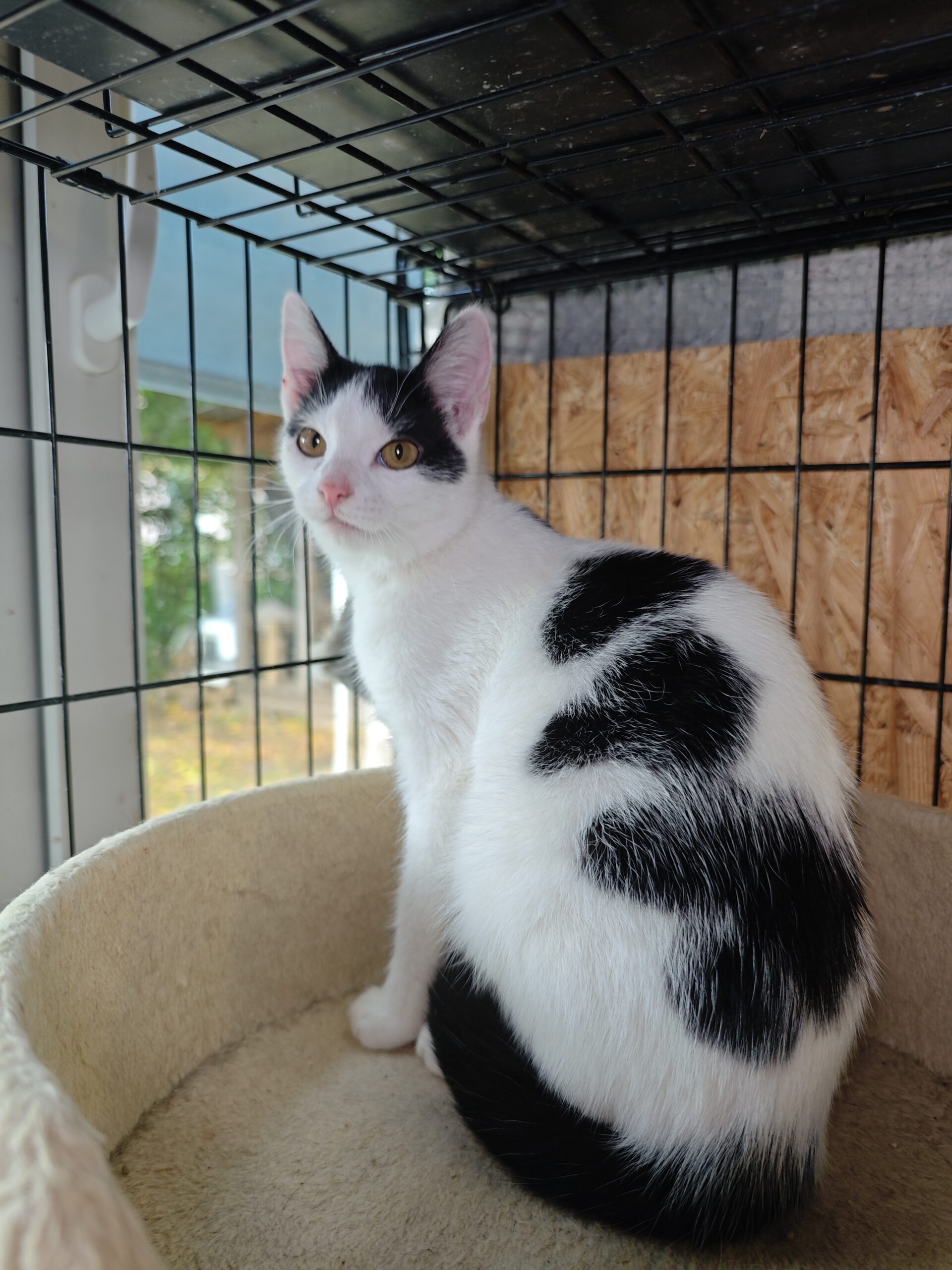 A white cat with black markings on her head and tail is sitting on a platform on a cat tree