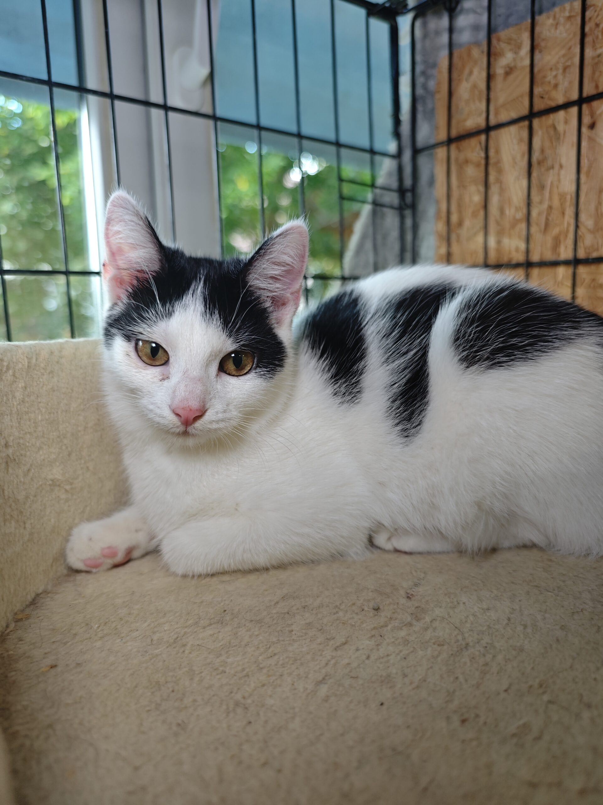 A white cat with black markings on her head and tail is lounging on a platform on a cat tree