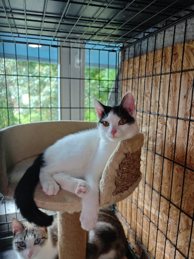 A white cat with black markings on her head and tail is sitting on a platform on a cat tree. One arm is overhanging