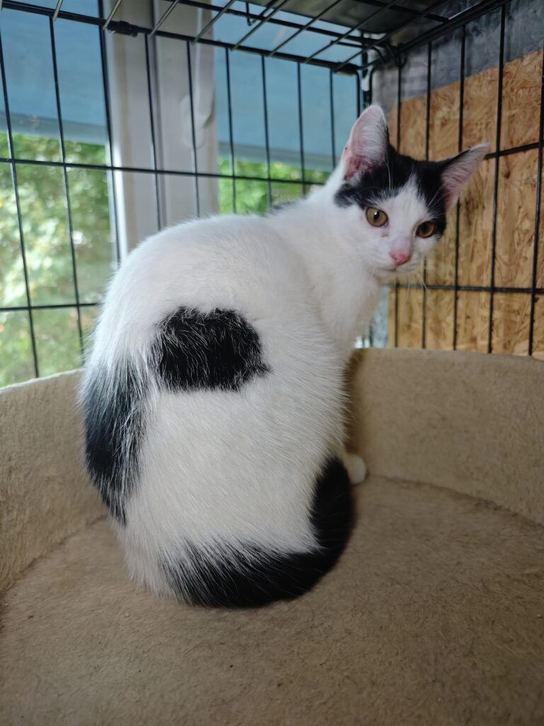 A white cat with black markings on her head and tail is sitting on a platform on a cat tree