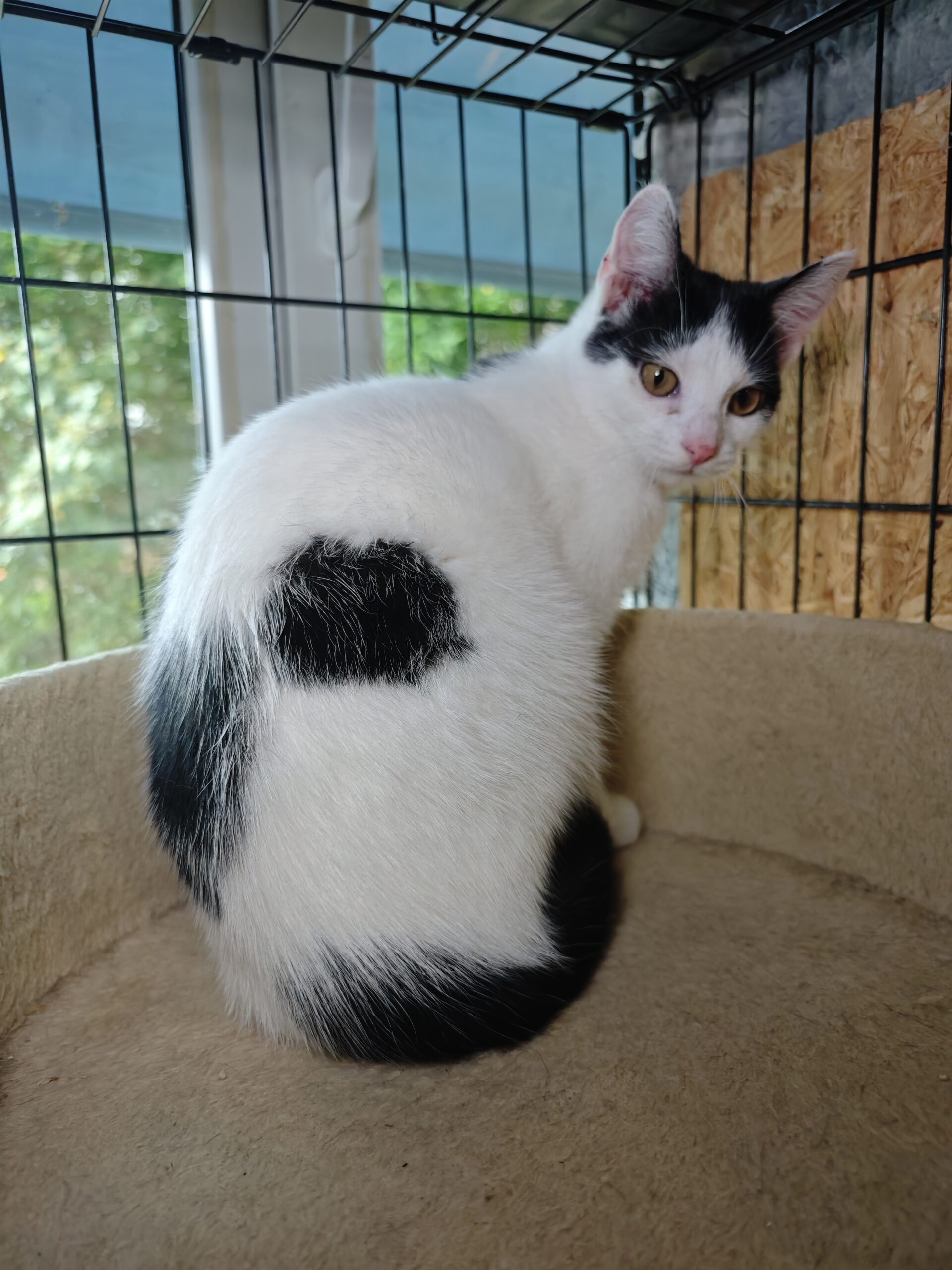 A white cat with black markings on her head and tail is sitting on a platform on a cat tree