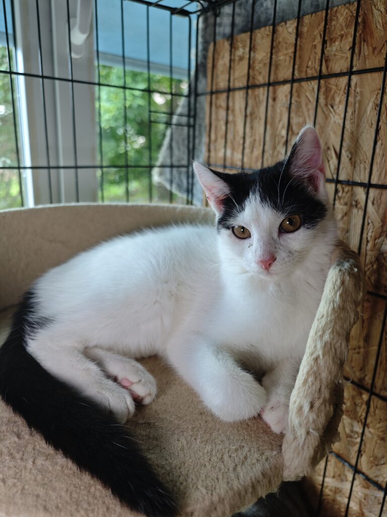 A white cat with black markings on her head and tail is lounging on a platform on a cat tree