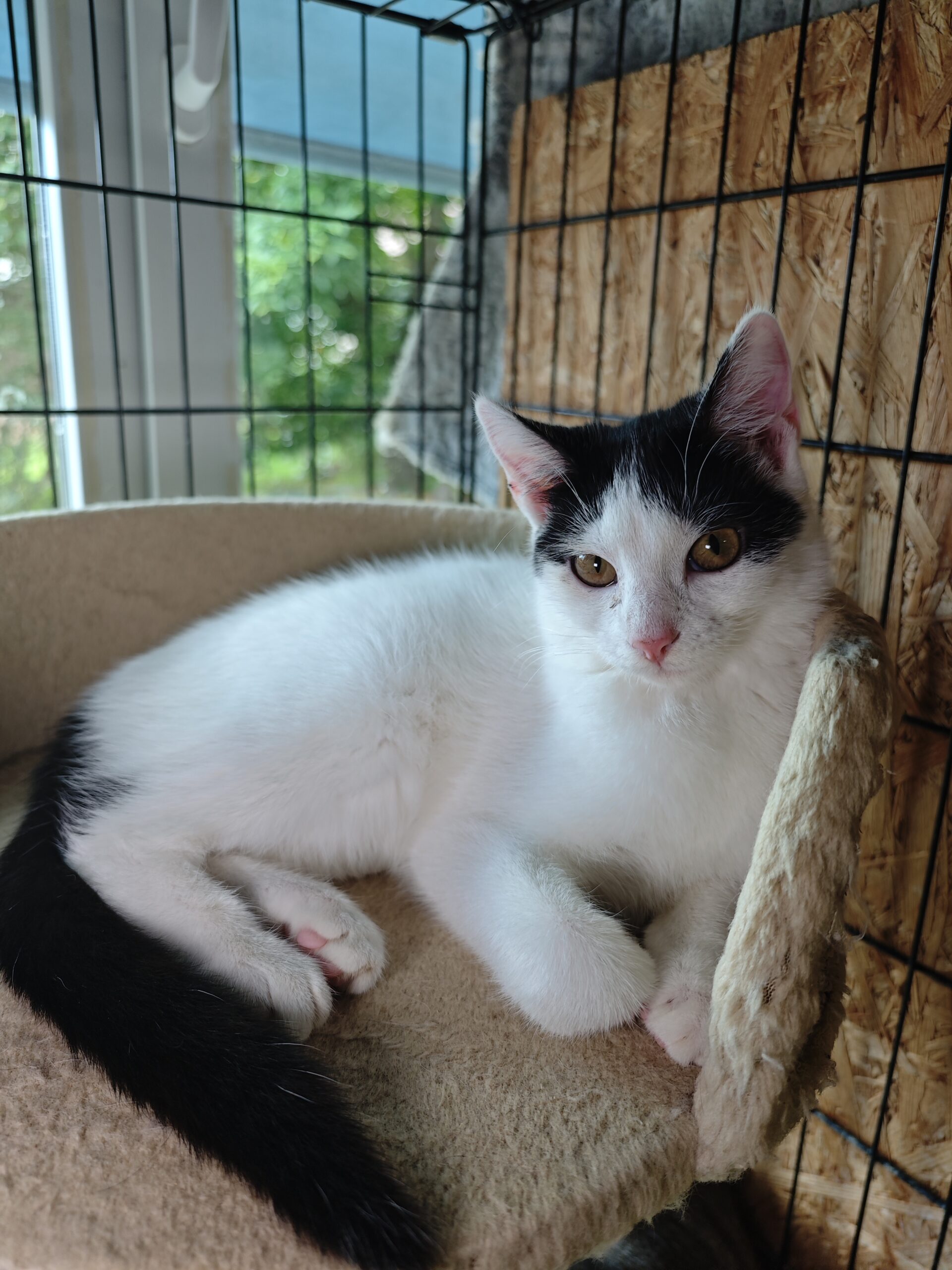 A white cat with black markings on her head and tail is lounging on a platform on a cat tree