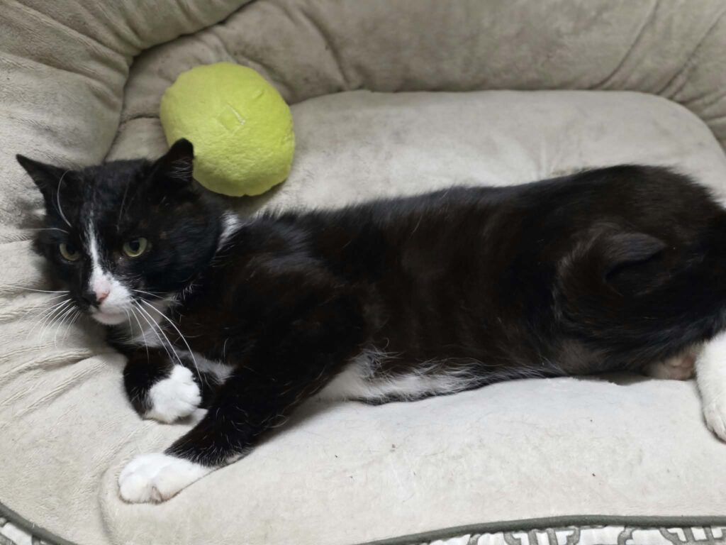 A black and white tuxedo cat is lounging in a cat bed with one paw outstretched. His stuffed green avocado toy is behind him.