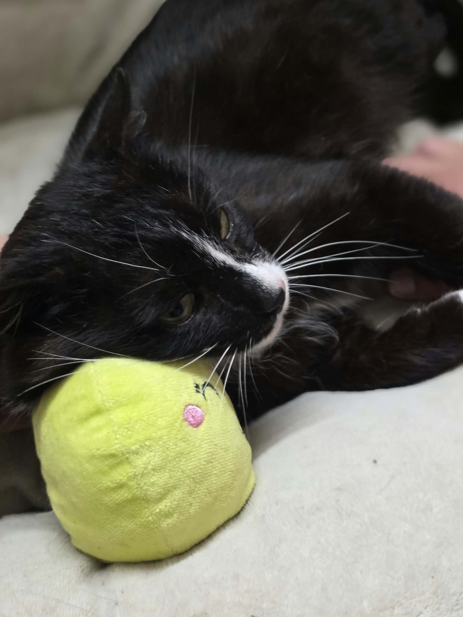 A black and white tuxedo cat is lounging in a cat bed and using a green stuffed avocado toy as a pillow