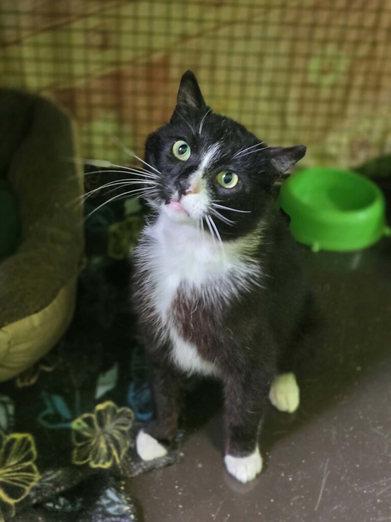 A black and white tuxedo cat is sitting in a cage and looking up