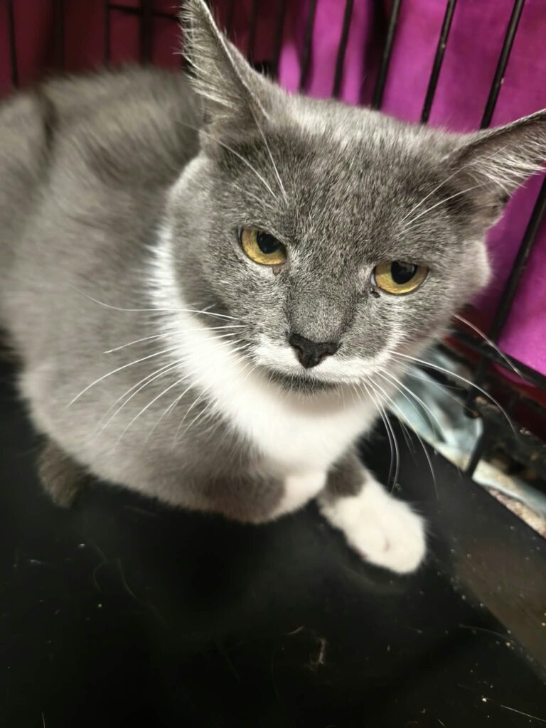 A smoky gray and white cat is laying in a cage with one paw forward.
