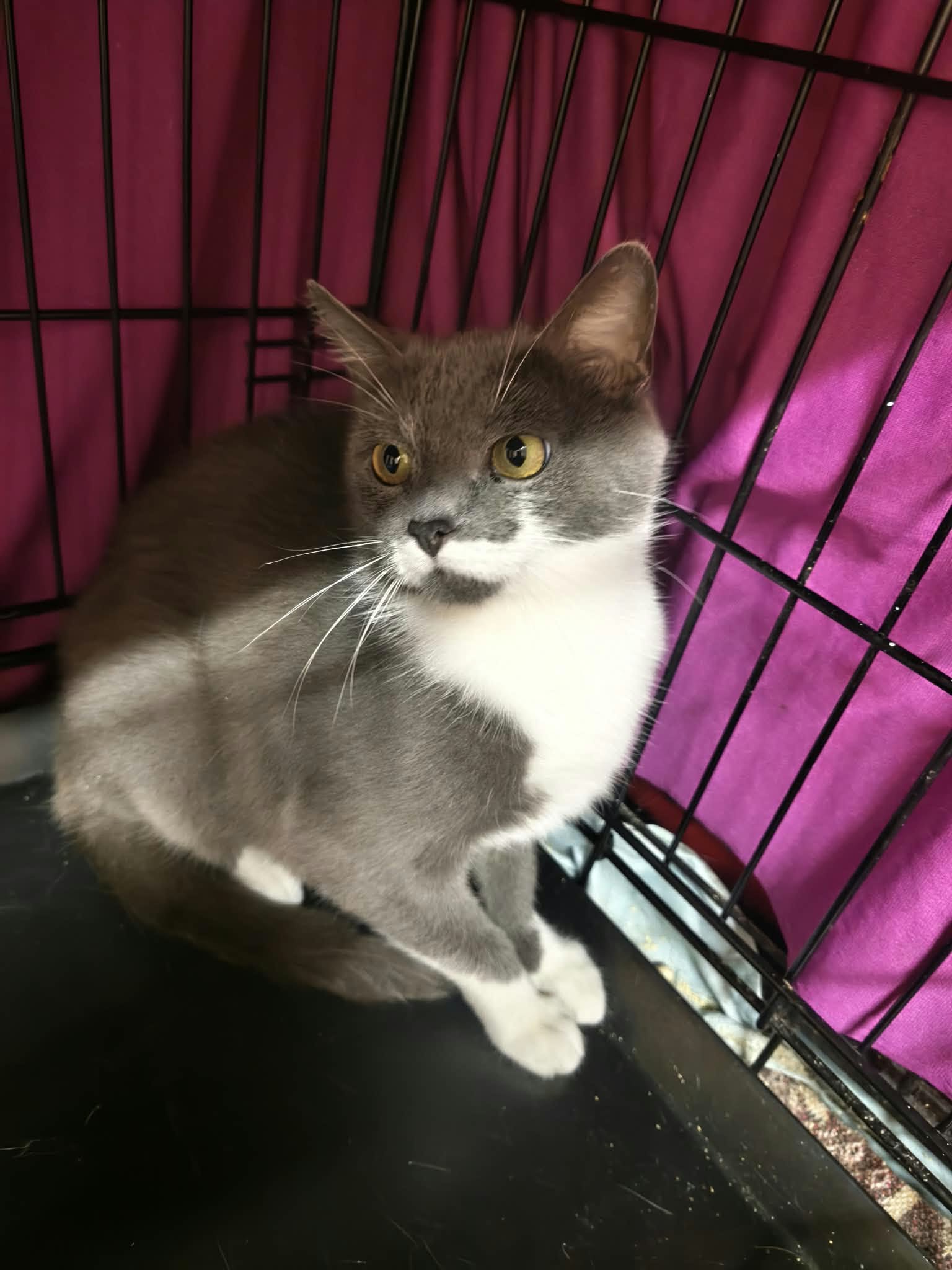 A smoky gray and white cat is sitting in a cage. She is backing into the corner