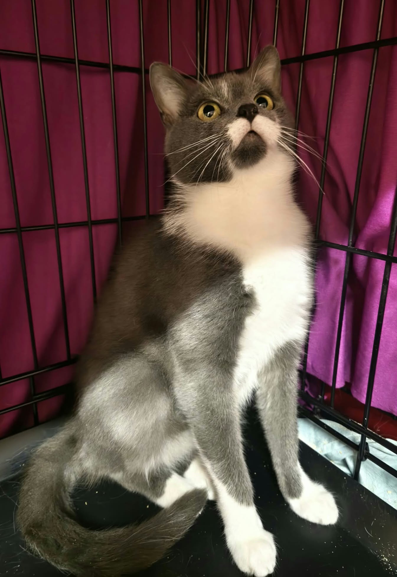 A smoky gray and white cat is sitting in a cage and looking up