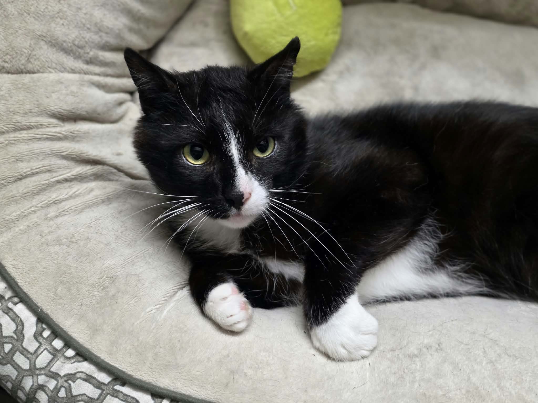 A black and white tuxedo cat is lounging in a cat bed