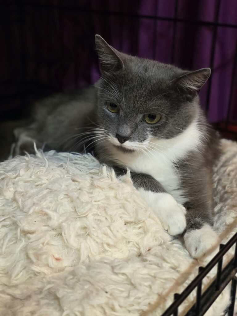 A smoky gray cat with a white chest and paws, and a unique half-mustache, is laying on a soft pillow in a cage