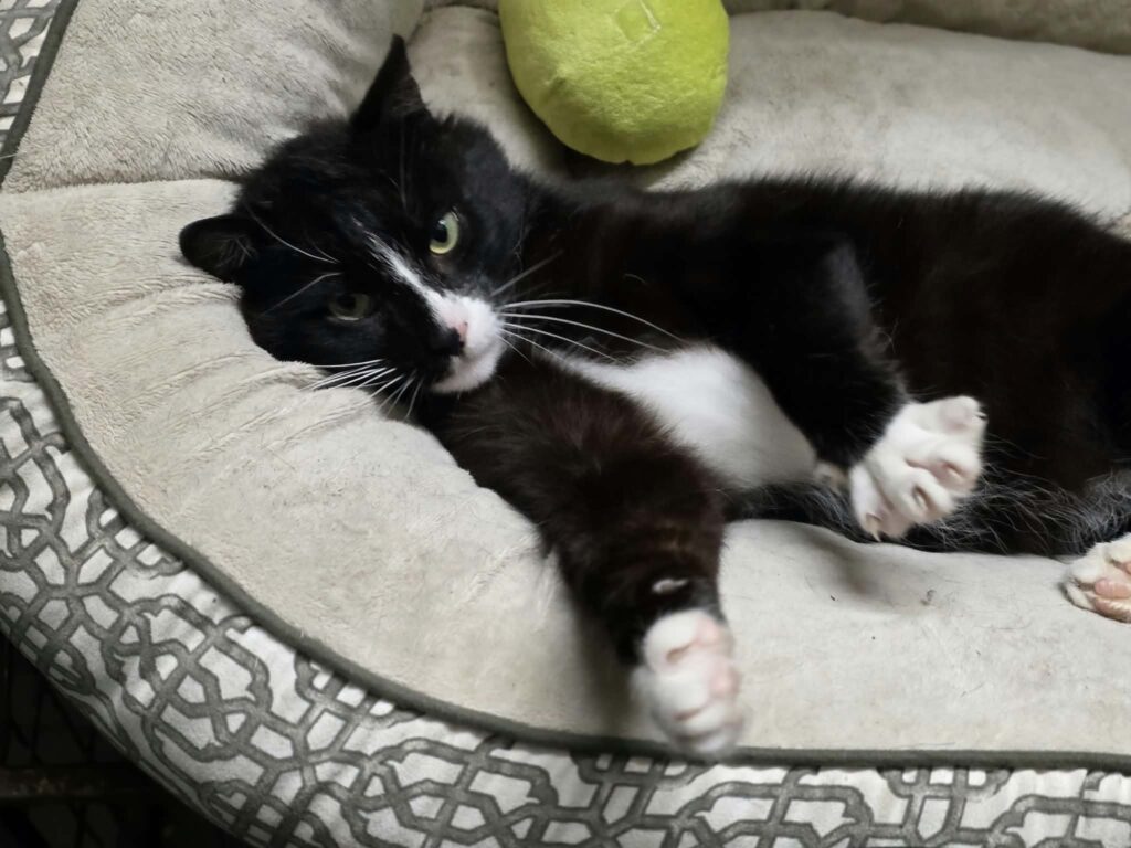 A black and white tuxedo cat is lounging in a cat bed with both front legs outstretched and flexing. His stuffed green avocado toy is behind him.