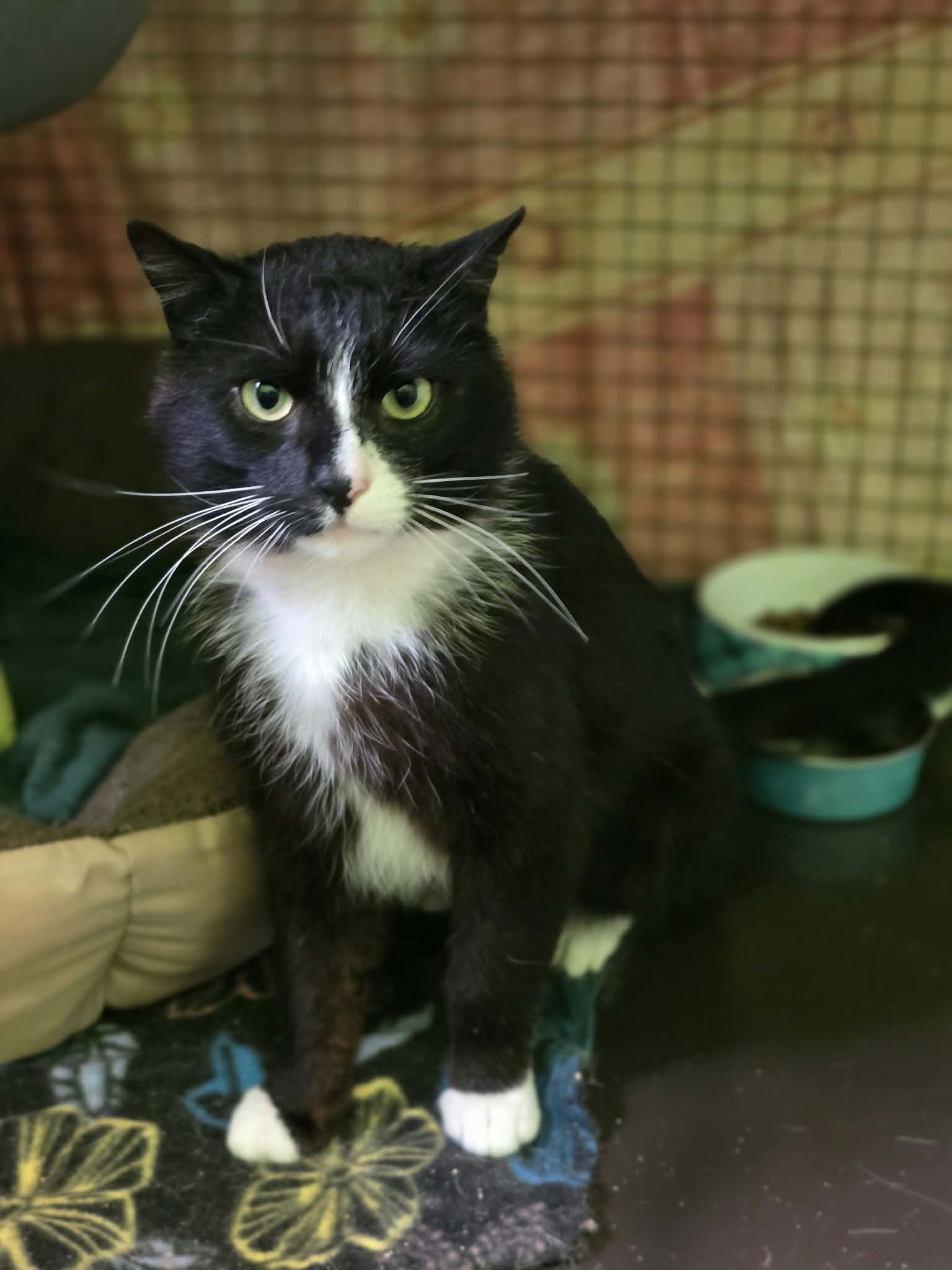 A black and white tuxedo cat is sitting in a cage