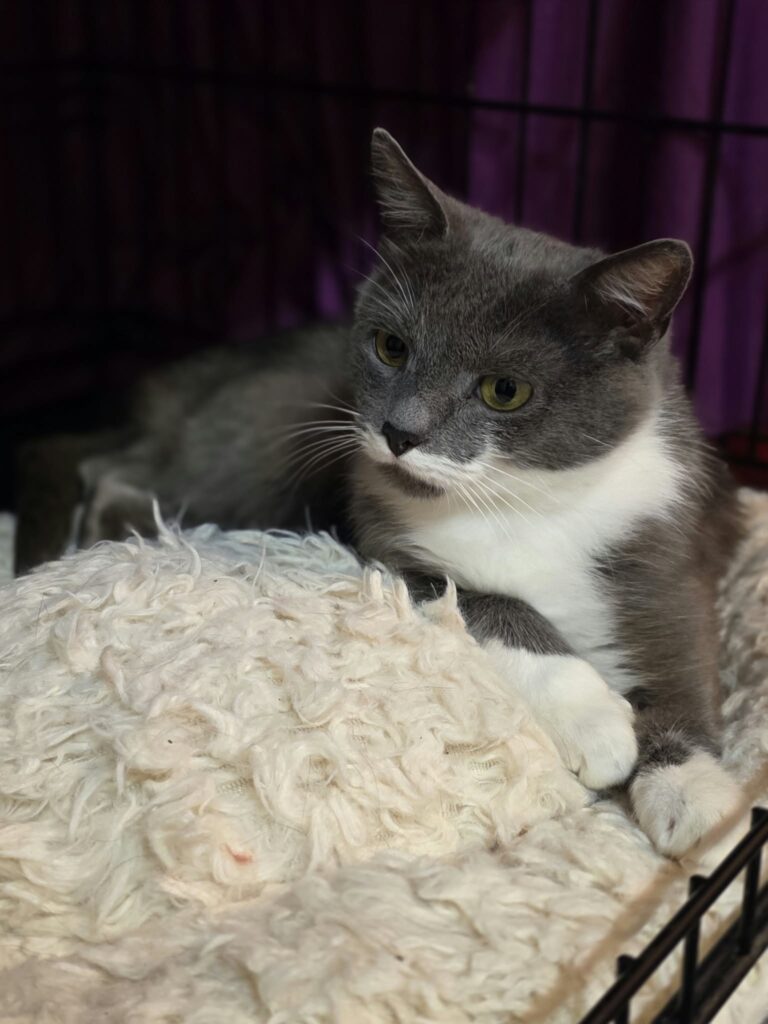 A smoky gray cat with a white chest and paws, and a unique half-mustache, is laying on a soft pillow in a cage