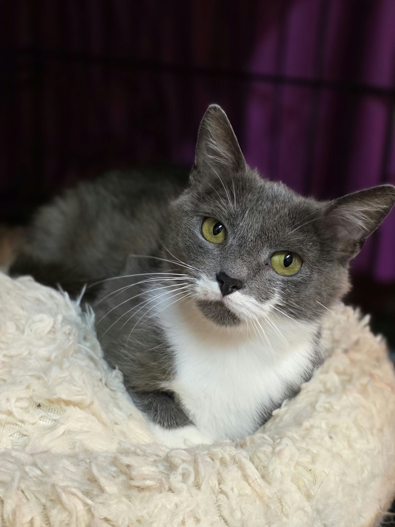 A smoky gray cat with a white chest and paws, and a unique half-mustache, is laying on a soft pillow in a cage
