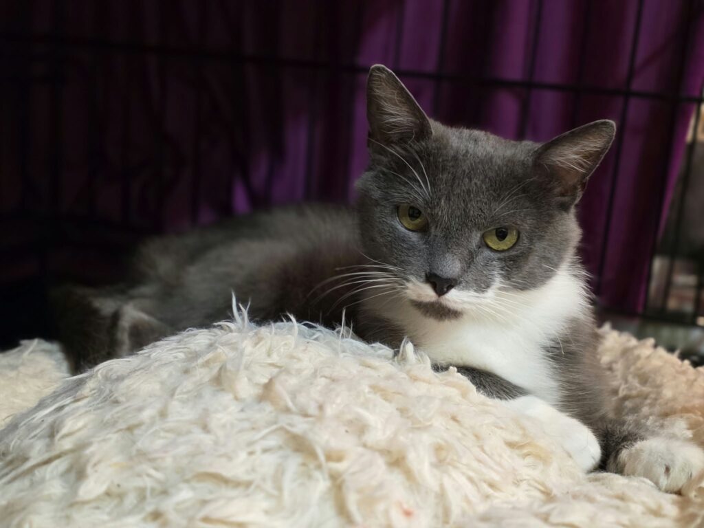 A smoky gray cat with a white chest and paws, and a unique half-mustache, is laying on a soft pillow in a cage