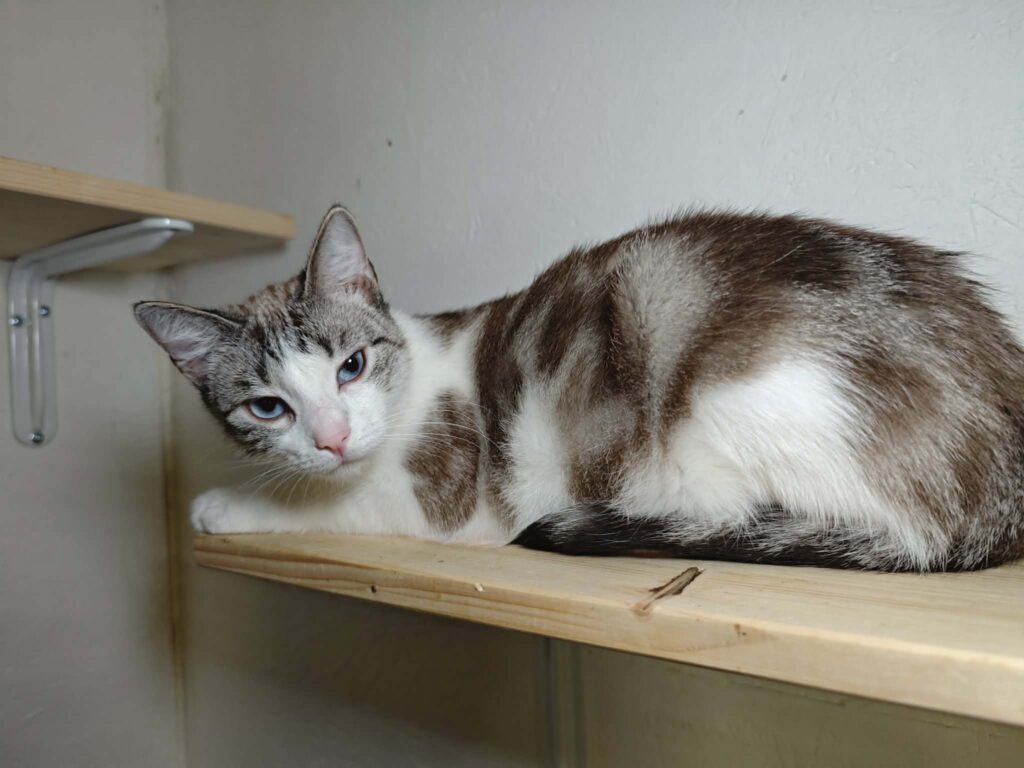 A marbled gray and white cat with stripes is laying on a shelf