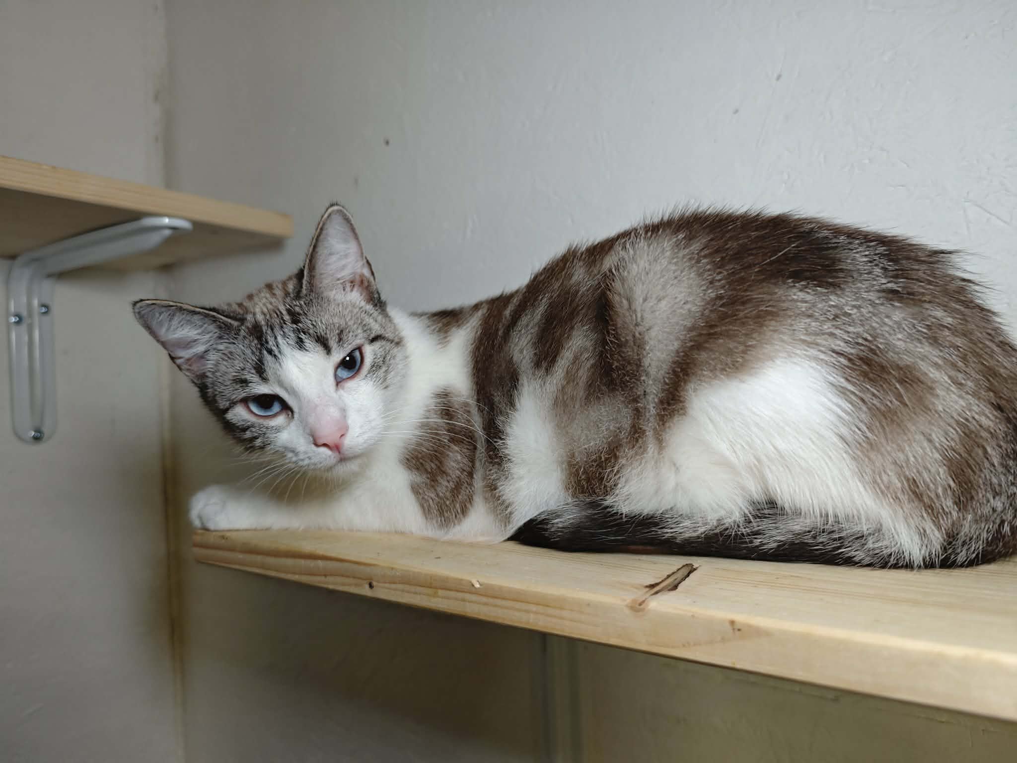 A marbled gray and white cat with stripes is laying on a shelf