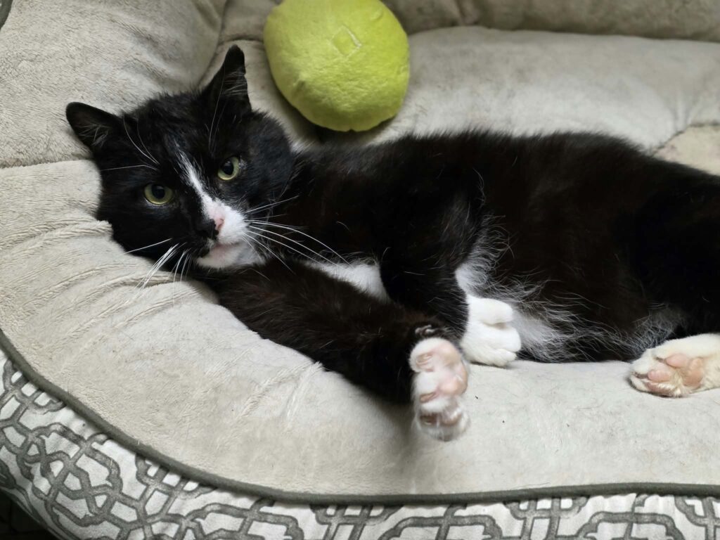 A black and white tuxedo cat is lounging in a cat bed with one paw outstretched and flexing. His stuffed green avocado toy is behind him.