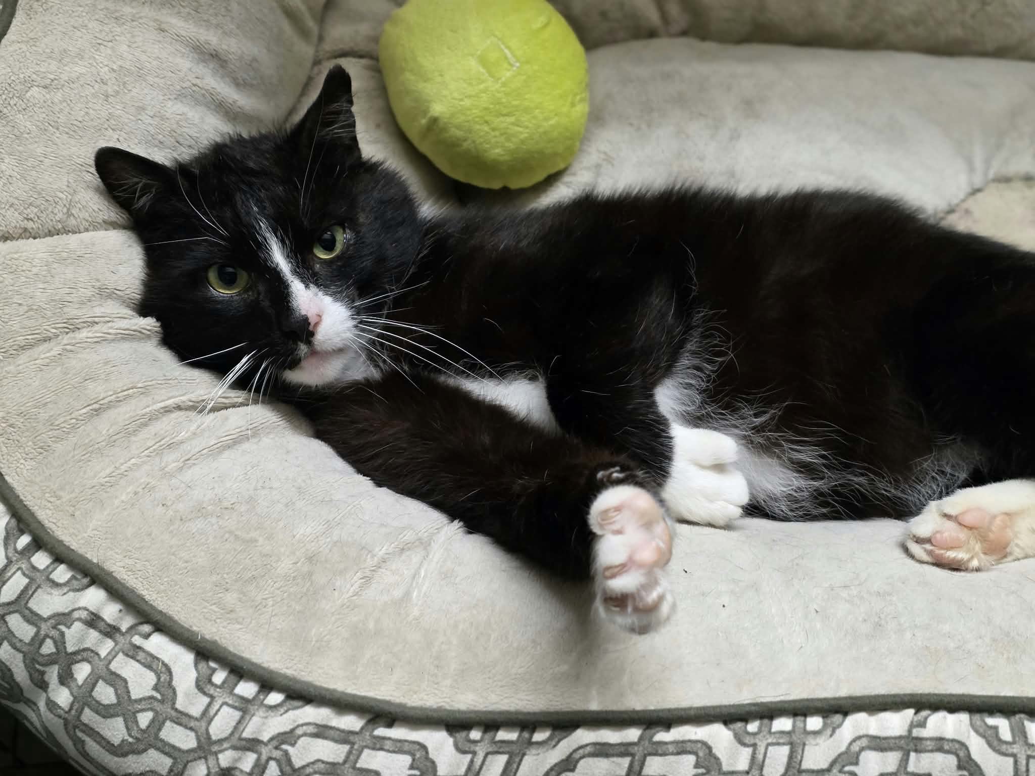 A black and white tuxedo cat is lounging in a cat bed with one paw outstretched and flexing. His stuffed green avocado toy is behind him.