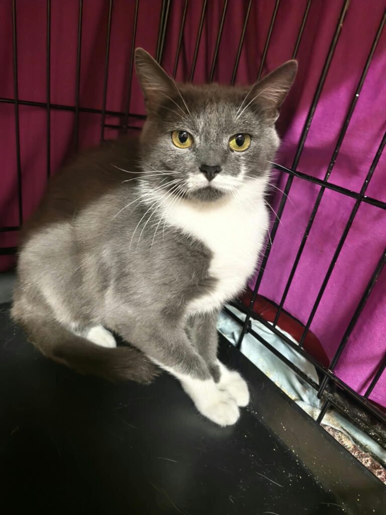 A smoky gray and white cat is sitting in a cage.