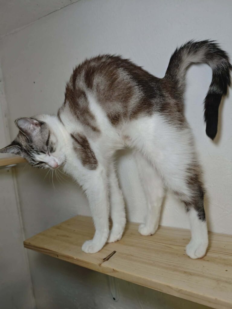 A marbled gray and white cat with stripes is stretching on a shelf