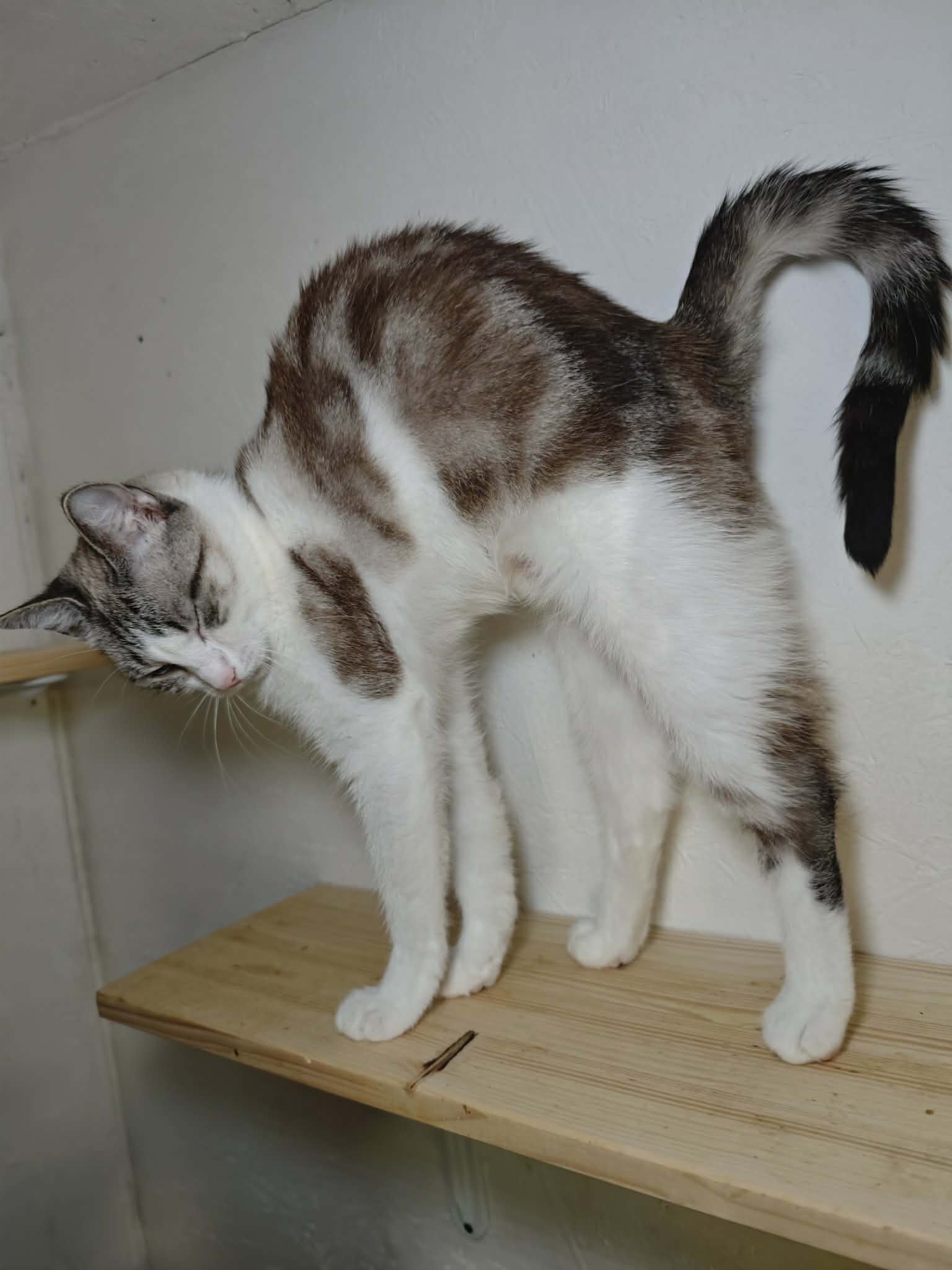 A marbled gray and white cat with stripes is stretching on a shelf