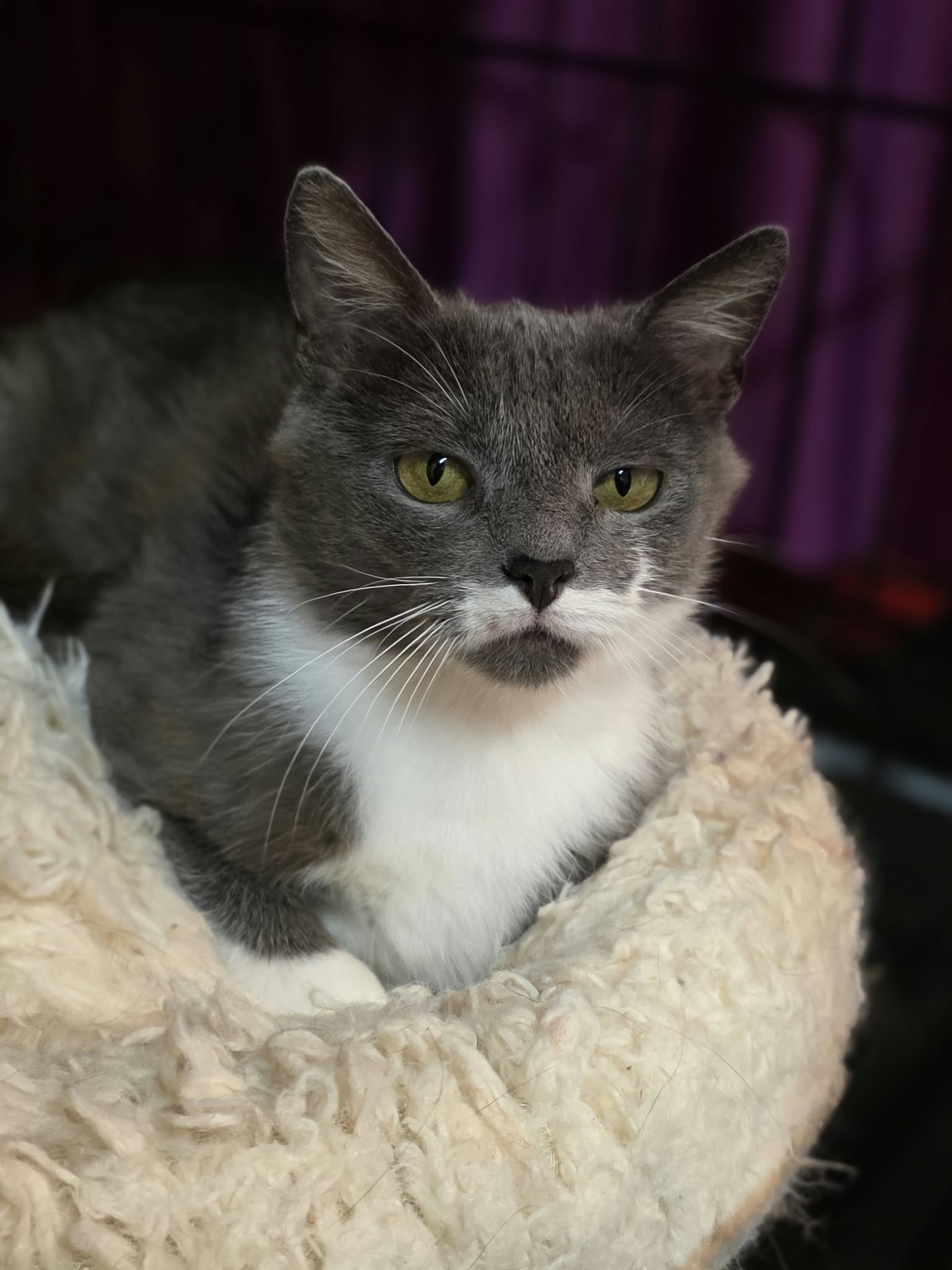 A smoky gray cat with a white chest and paws, and a unique half-mustache, is laying on a soft pillow in a cage. SHe looks like a loaf