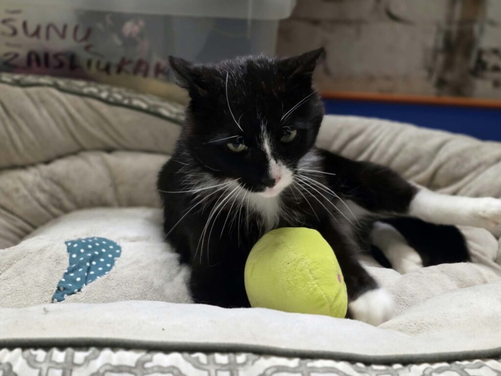 A black and white tuxedo cat is lounging in a cat bed and holding a stuffed green toy