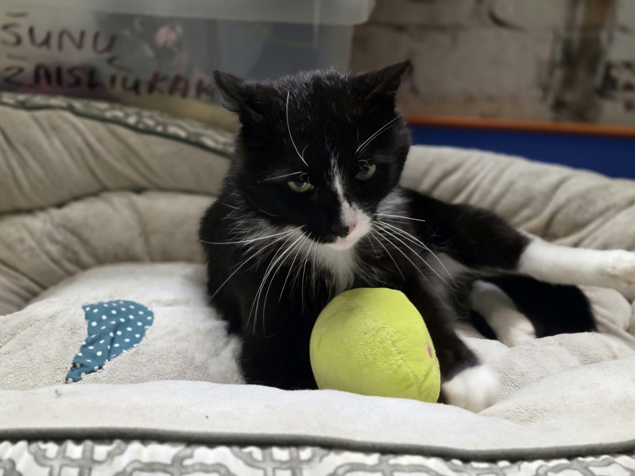 A black and white tuxedo cat is lounging in a cat bed and holding a stuffed green toy