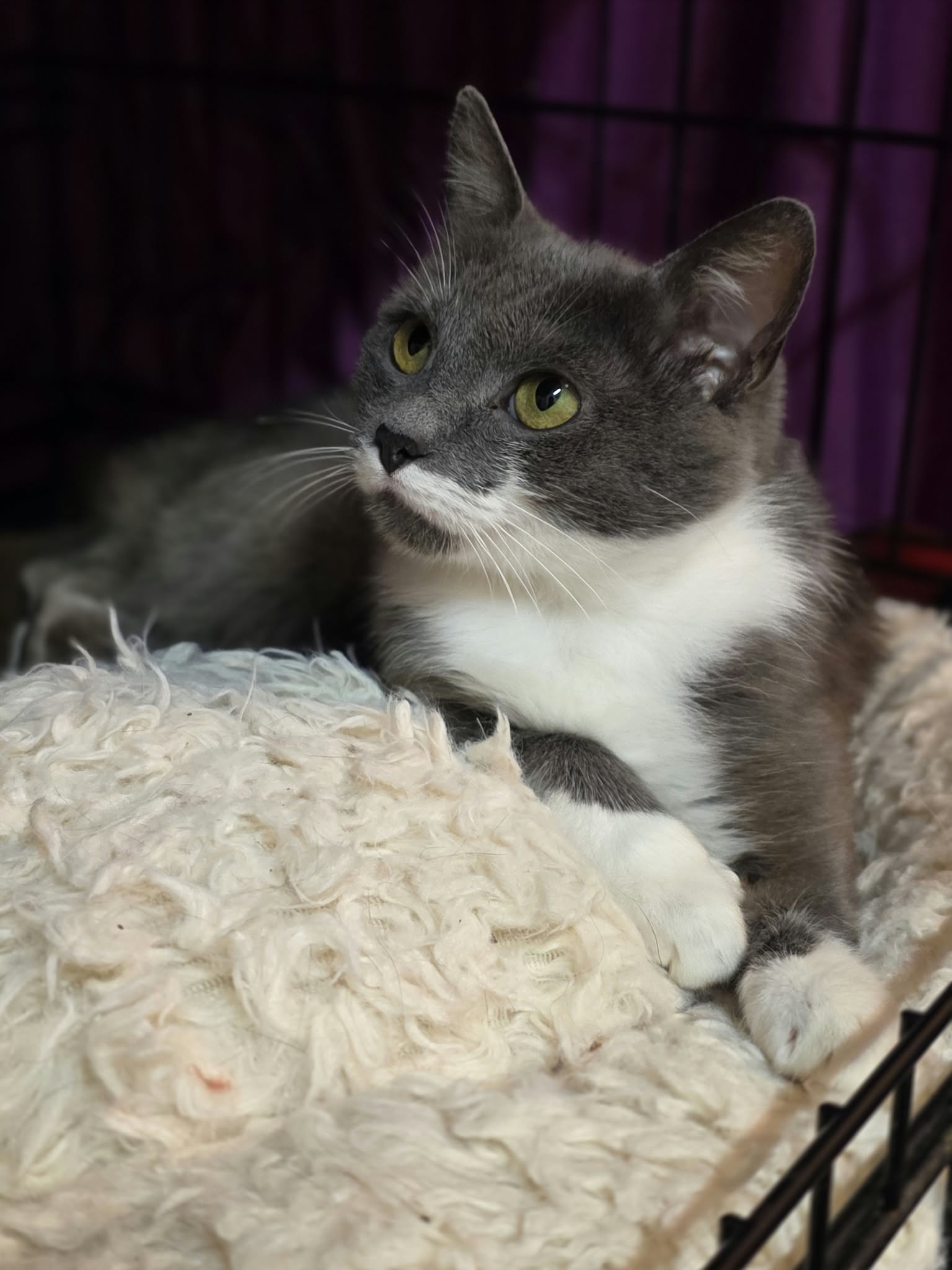 A smoky gray cat with a white chest and paws, and a unique half-mustache, is laying on a soft pillow in a cage. Her paws are overhanging the pillow