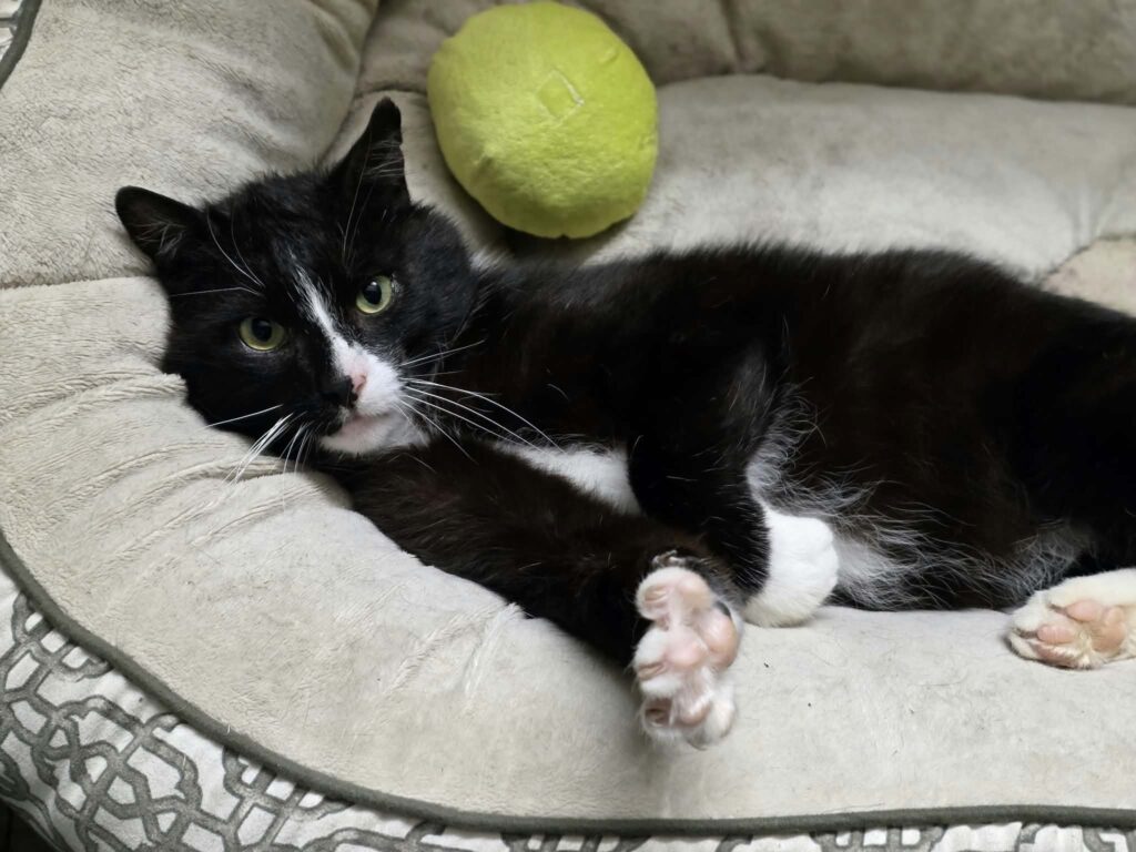 A black and white tuxedo cat is lounging in a cat bed with one paw outstretched and flexing. His stuffed green avocado toy is behind him.