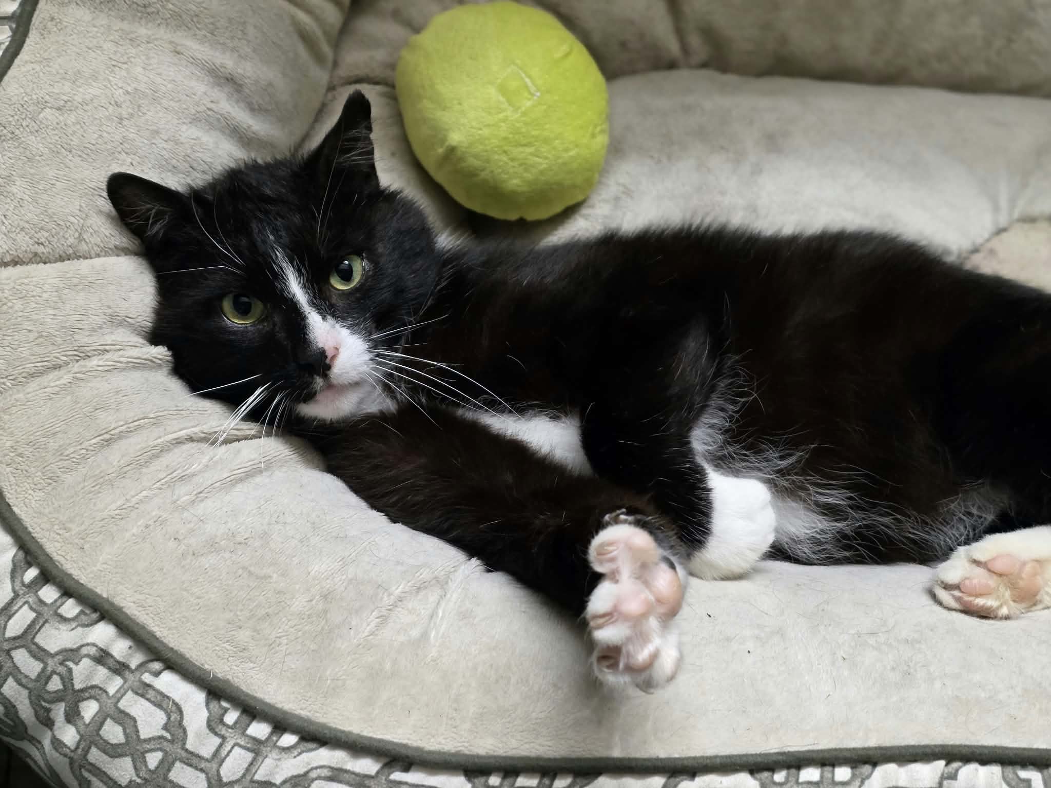 A black and white tuxedo cat is lounging in a cat bed with one paw outstretched and flexing. His stuffed green avocado toy is behind him.
