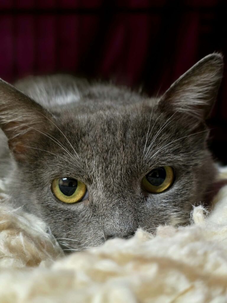 A smoky gray cat with a white chest and paws, and a unique half-mustache, is laying on a soft pillow in a cage. Her head is resting on the pillow