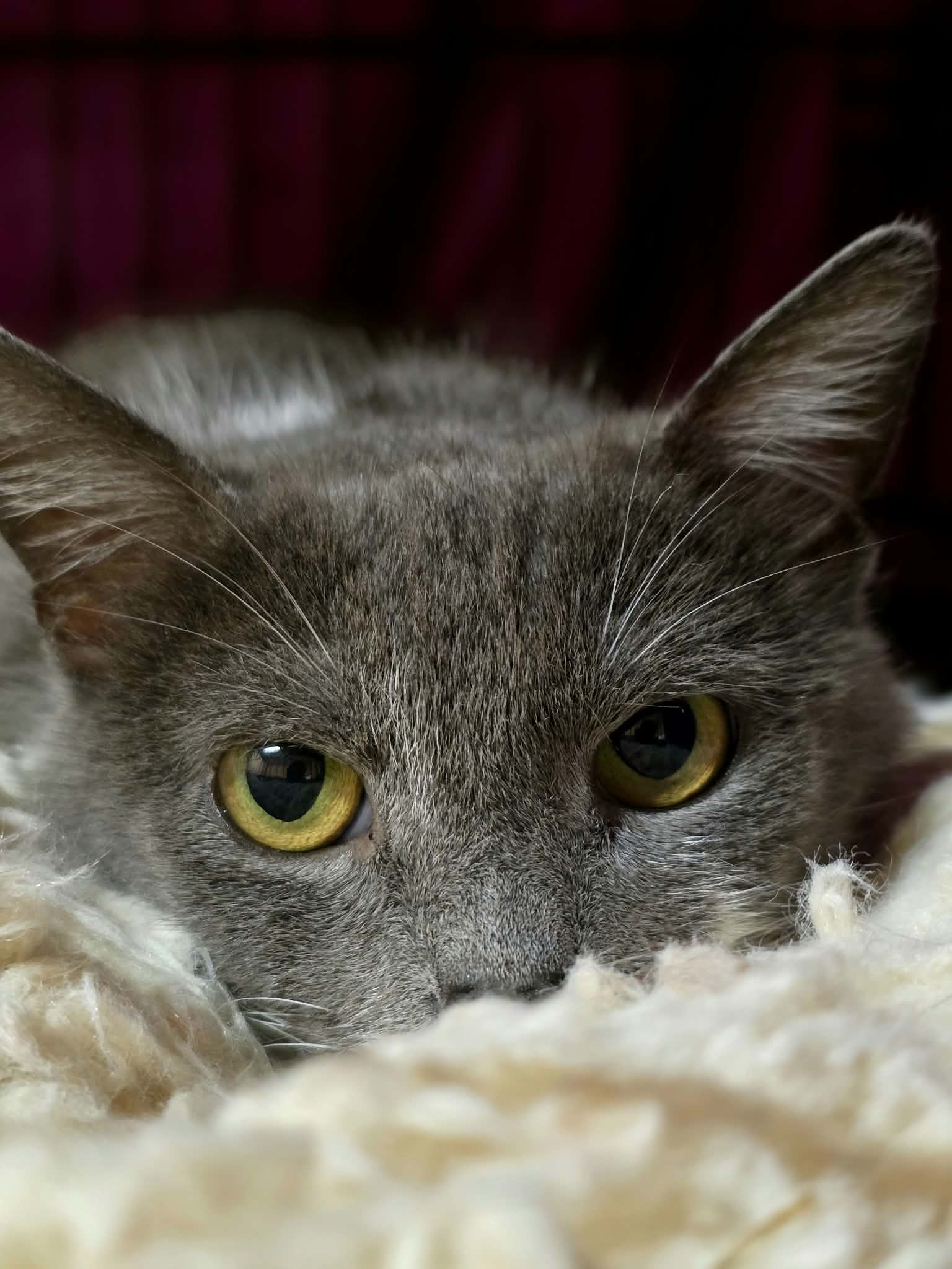 A smoky gray cat with a white chest and paws, and a unique half-mustache, is laying on a soft pillow in a cage. Her head is resting on the pillow