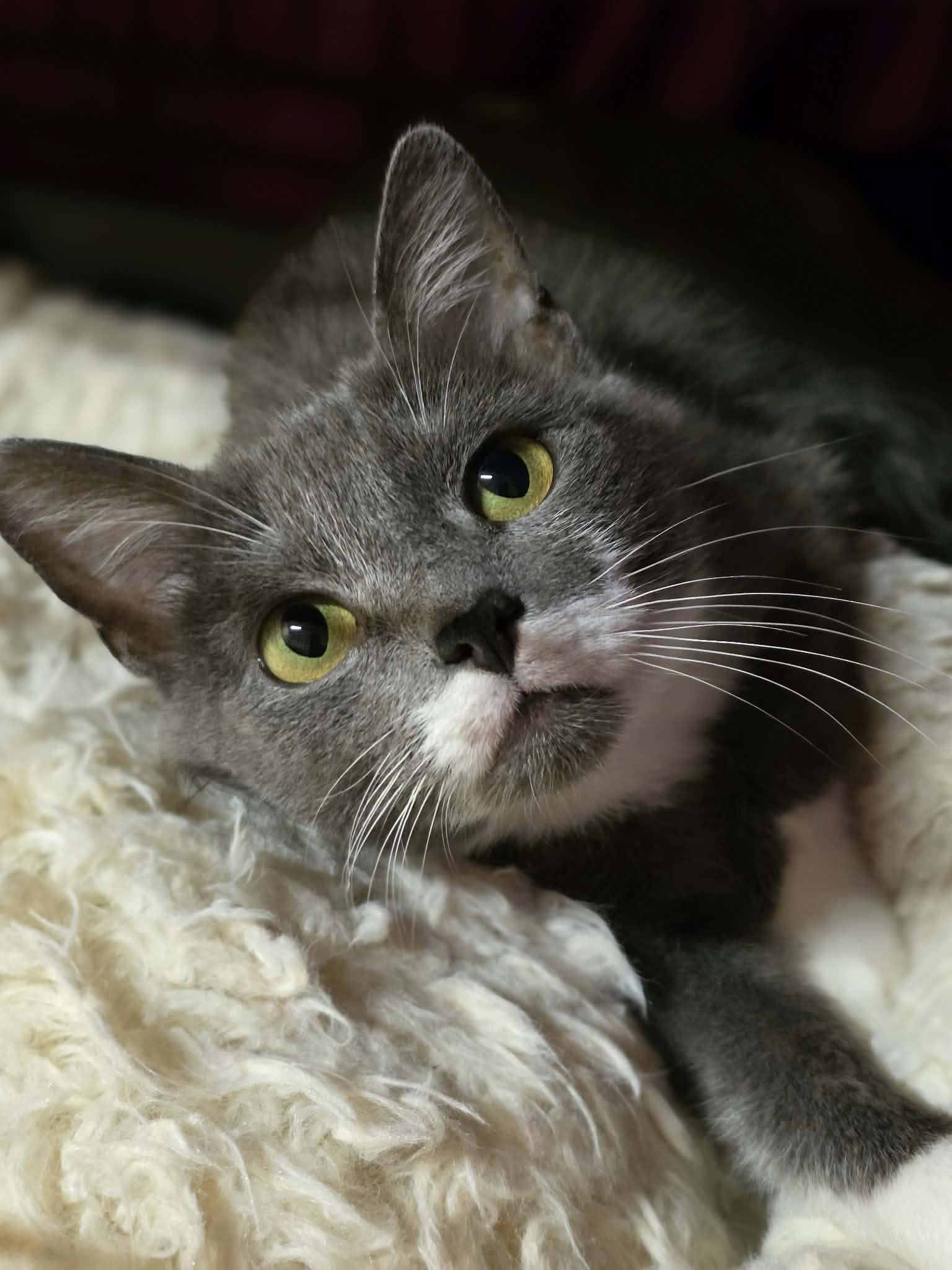 A smoky gray cat with a white chest and paws, and a unique half-mustache, is laying on a soft pillow in a cage