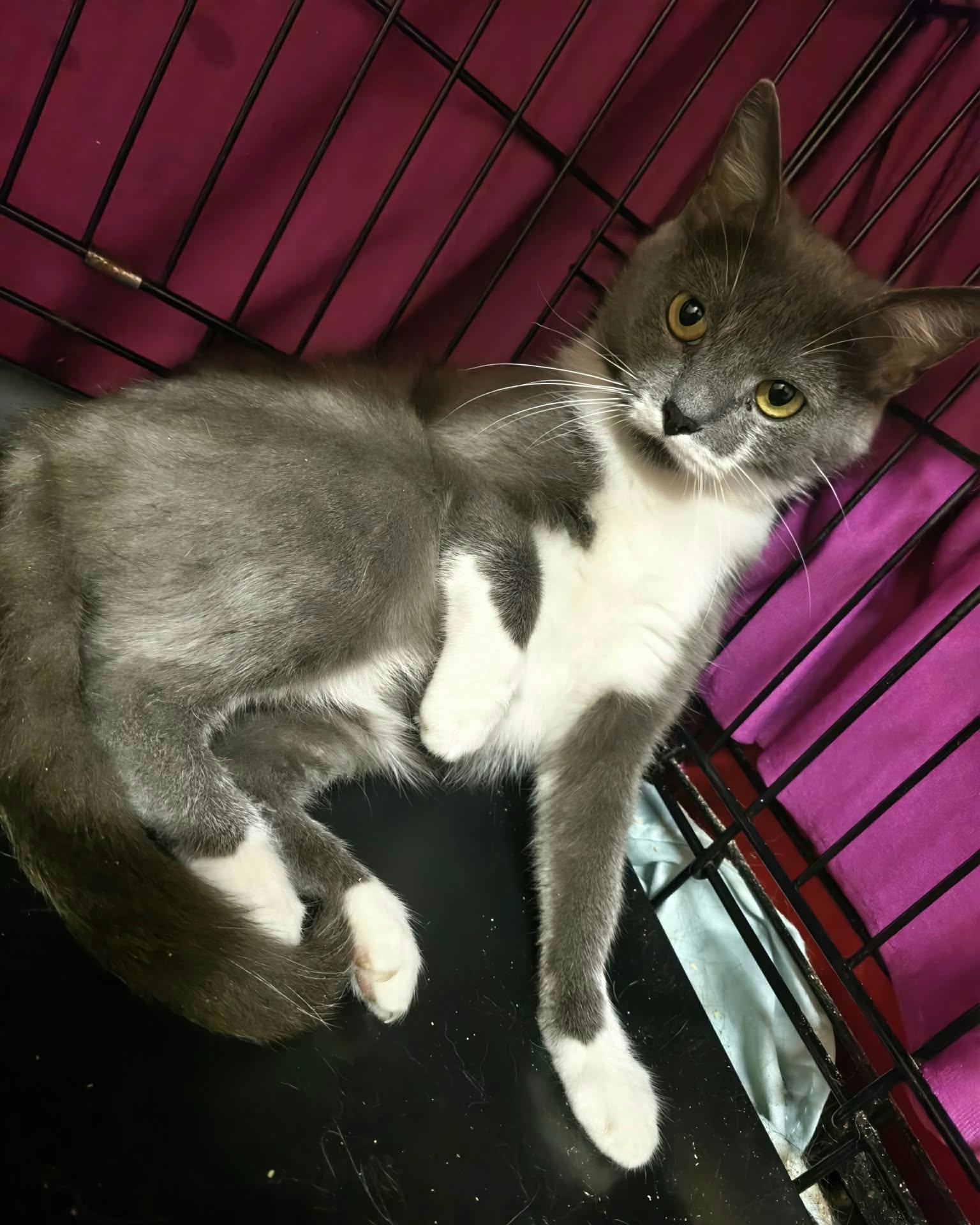 A smoky gray and white cat is sitting in a cage. She looks like a lady laying on a chaise longue